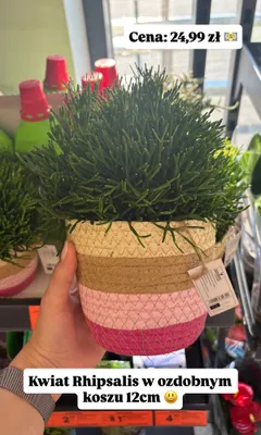 Kwiat Rhipsalis w ozdobnym koszu Gardenic promocja w Biedronka