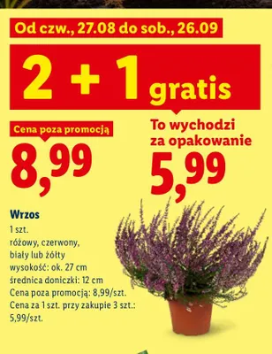 Wrzos promocja w Lidl
