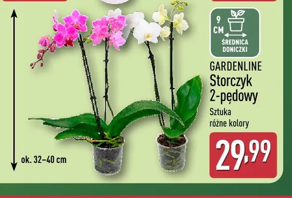 Storczyk 2-pędowy Gardenline promocja w Aldi