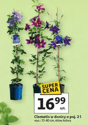 Clematis w donicy o poj. 2l promocja w Auchan