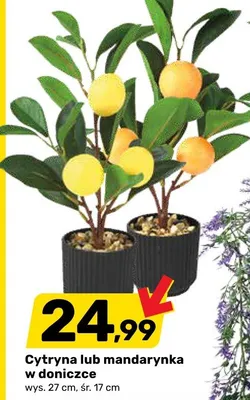 Cytryna lub mandarynka w doniczce promocja w Bricomarche