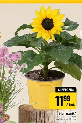 Słonecznik promocja w POLOmarket