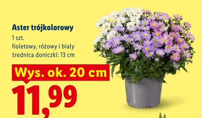 Aster trójkolorowy promocja w Lidl