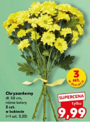 Chryzantemy śr. don. 15 cm, różne kolory promocja w Kaufland