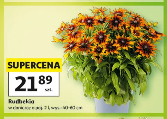 Rudbekia promocja w Auchan