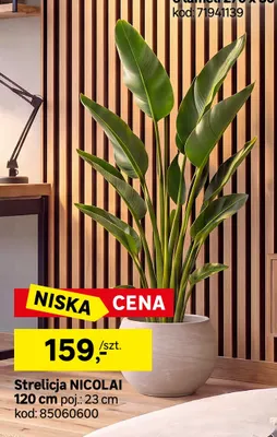 Strelicja Nicolai 120 cm poj. 23 promocja w Leroy Merlin