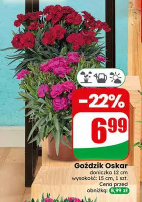 Goździk Oskar doniczka 12cm wysokość 15cm promocja w Dino