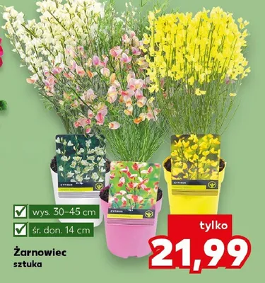 Żarnowiec promocja w Kaufland