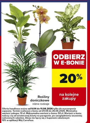 Rośliny doniczkowe różne rodzaje promocja w Carrefour Market