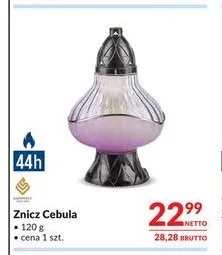 Znicz Cebula Sadownicy promocja w Makro