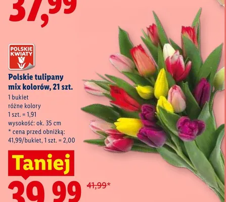 Polskie tulipany mix kolorów wys. ok. 35cm promocja w Lidl