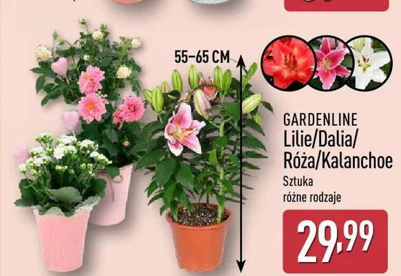 Lilie GARDENLINE 55-65cm promocja w Aldi