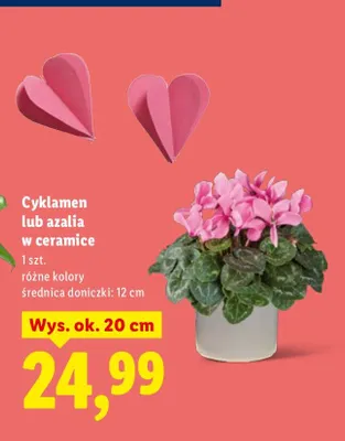 Azalia w ceramice promocja w Lidl