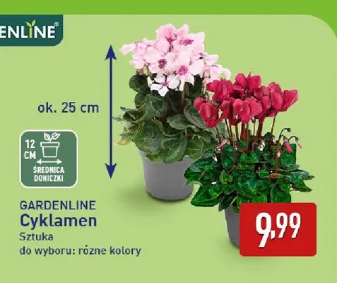 Cyklamen Gardenline promocja w Aldi