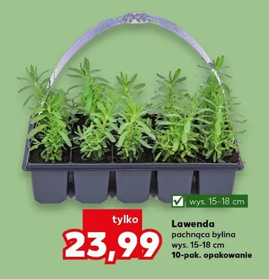 Lawenda pachnąca bylina wys.15-18cm 10-pak opakowanie promocja w Kaufland