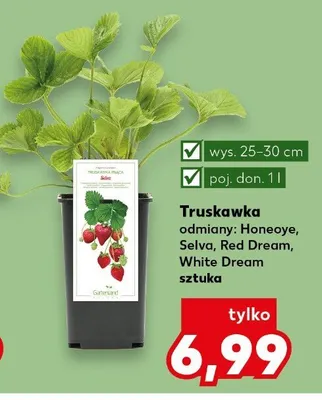 Truskawka odmiany: Honeoye, Selva, Red Dream, White Dream promocja w Kaufland