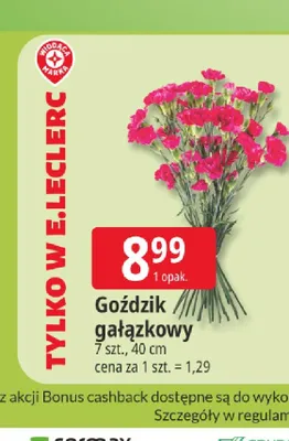 Goździk gałązkowy promocja w Leclerc