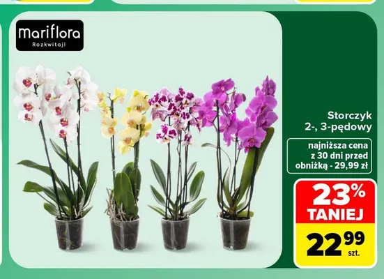 Storczyk 2-pędowy Mariflora promocja w Carrefour