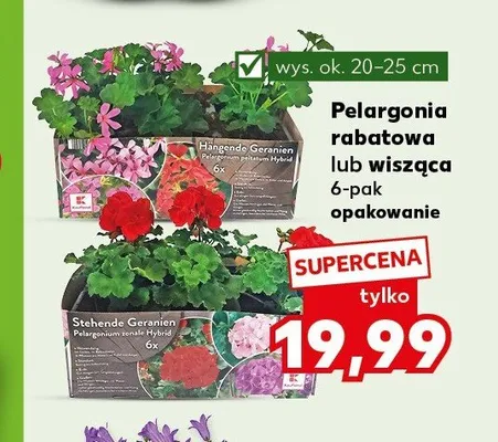 Pelargonia rabatowa 6-pak wys. ok. 20-25cm promocja w Kaufland
