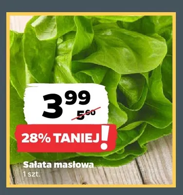 Sałata masłowa promocja w Netto