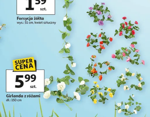 Forsycja żółta promocja w Auchan
