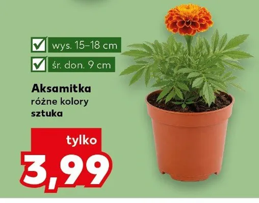 Aksamitka różne kolory promocja w Kaufland