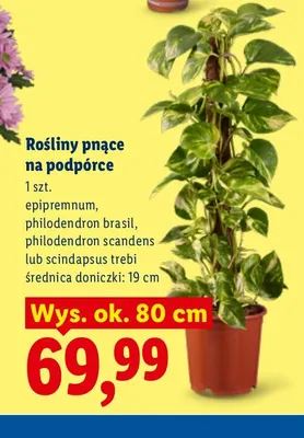 Roślina pnąca na podpórce Epipremnum promocja w Lidl