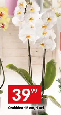 Orchidea 12 cm promocja w Twój Market