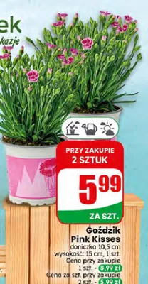 Goździk Pink Kisses doniczka 10,5 cm promocja w Dino