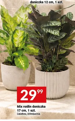 Mix roślin doniczka 17 cm promocja w Twój Market