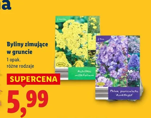 Byliny zimujące w gruncie różne rodzaje promocja w Lidl