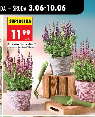 Szałwia Sensation średnica doniczki 13 cm promocja w Biedronka