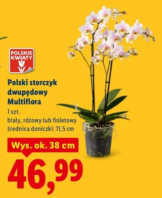 Polski storczyk dwupędowy Multiflora promocja w Lidl