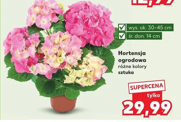 Hortensja ogrodowa różne kolory promocja w Kaufland