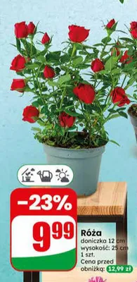 Róża doniczka 12 cm promocja w Dino