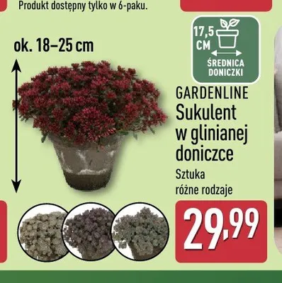 Sukulent w glinianej doniczce Gardenline promocja w Aldi
