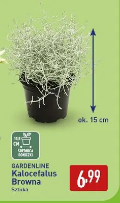 Kalocefalus Browna Gardenline promocja w Aldi