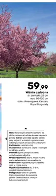 Wiśnia ozdobna Kanzan promocja w Bricomarche