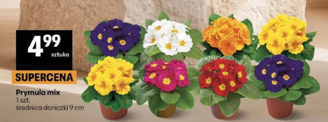 Prymula mix 1 szt. średnica doniczki 9 cm promocja w Delikatesy Centrum