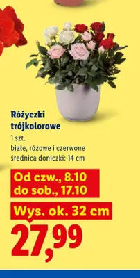 Różyczki trójkolorowe promocja w Lidl