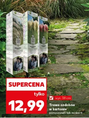 Trawa ozdobna w kartonie pampasowa lub miskant promocja w Kaufland