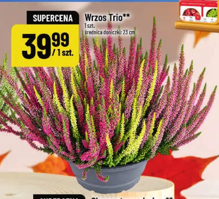 Wrzos Trio promocja w POLOmarket