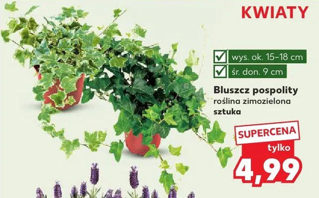 Bluszcz pospolity roślina zimozielona promocja w Kaufland
