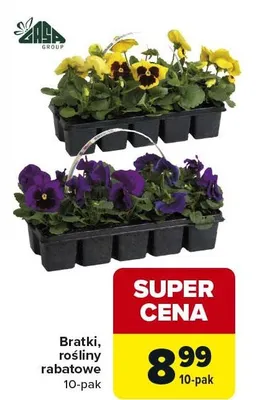 Bratki, rośliny rabatowe 10-pak promocja w Carrefour