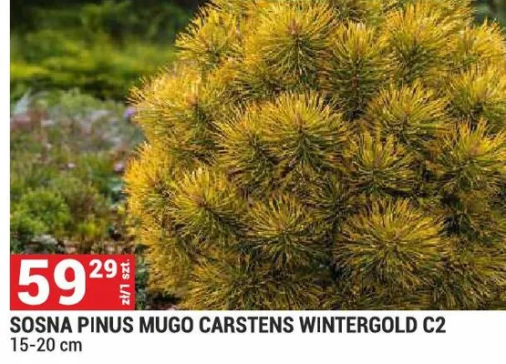 Sosna Pinus Mugo Carstens Wintergold C2 promocja w Merkury Market
