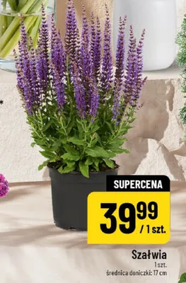 Szałwia promocja w POLOmarket