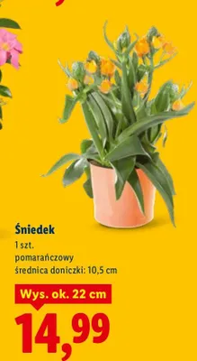 Śniedek pomarańczowy promocja w Lidl