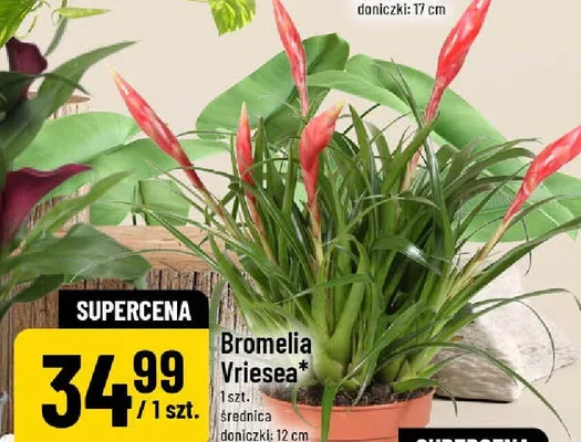Bromelia Vriesea promocja w POLOmarket