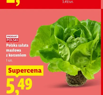 Sałata masłowa z korzeniem polska promocja w Lidl