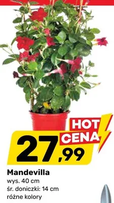 Mandevilla promocja w Bricomarche